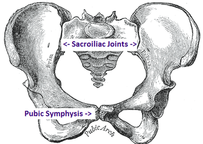 Pelvic Floor Disorders, Pelvic Girdle Pain, and Symphysis Pubis